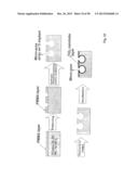 COMPOSITIONS COMPRISING NANOSTRUCTURES FOR CELL, TISSUE AND ARTIFICIAL     ORGAN GROWTH, AND METHODS FOR MAKING AND USING SAME diagram and image