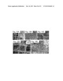MICRO-STRUCTURED BIOMATERIALS AND FABRICATION METHODS THEREFOR diagram and image