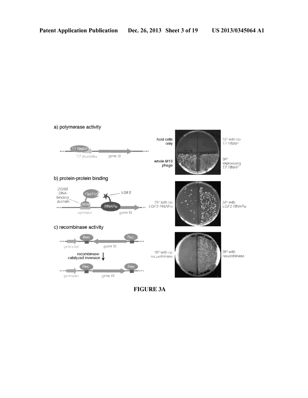 CONTINUOUS DIRECTED EVOLUTION - diagram, schematic, and image 04