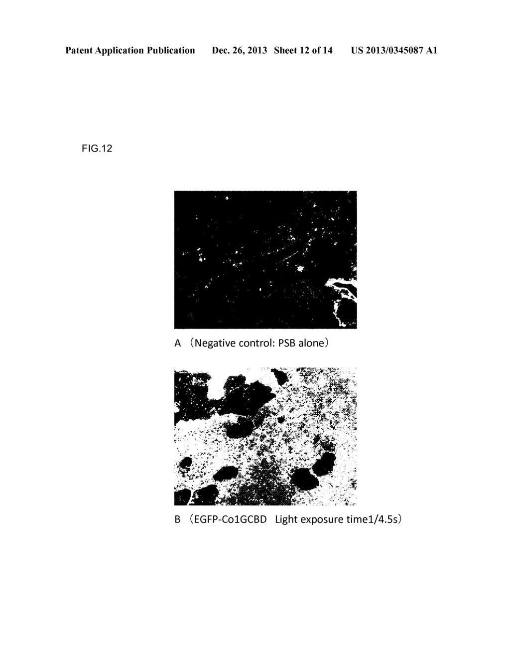 PROBE FOR ANALYZING BIOLOGICAL TISSUE AND METHOD FOR UTILIZING SAME - diagram, schematic, and image 13