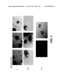 Basement Membrane Compositions and Applications Thereof diagram and image