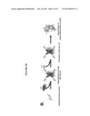 MODULATION OF p62 FUNCTION THROUGH THE PB1 DOMAIN diagram and image