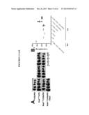 MODULATION OF p62 FUNCTION THROUGH THE PB1 DOMAIN diagram and image