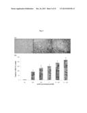 COMPOSITION FOR PROMOTING HEMATOGENESIS CONTAINING QUERCETIN     3-O-beta-(2  -GALLOYL)-RHAMNOPYRANOSIDE AS ACTIVE INGREDIENT diagram and image