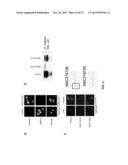 TREATMENTS FOR CELLULAR PROLIFERATIVE DISORDERS AND IDENTIFICATION THEREOF diagram and image