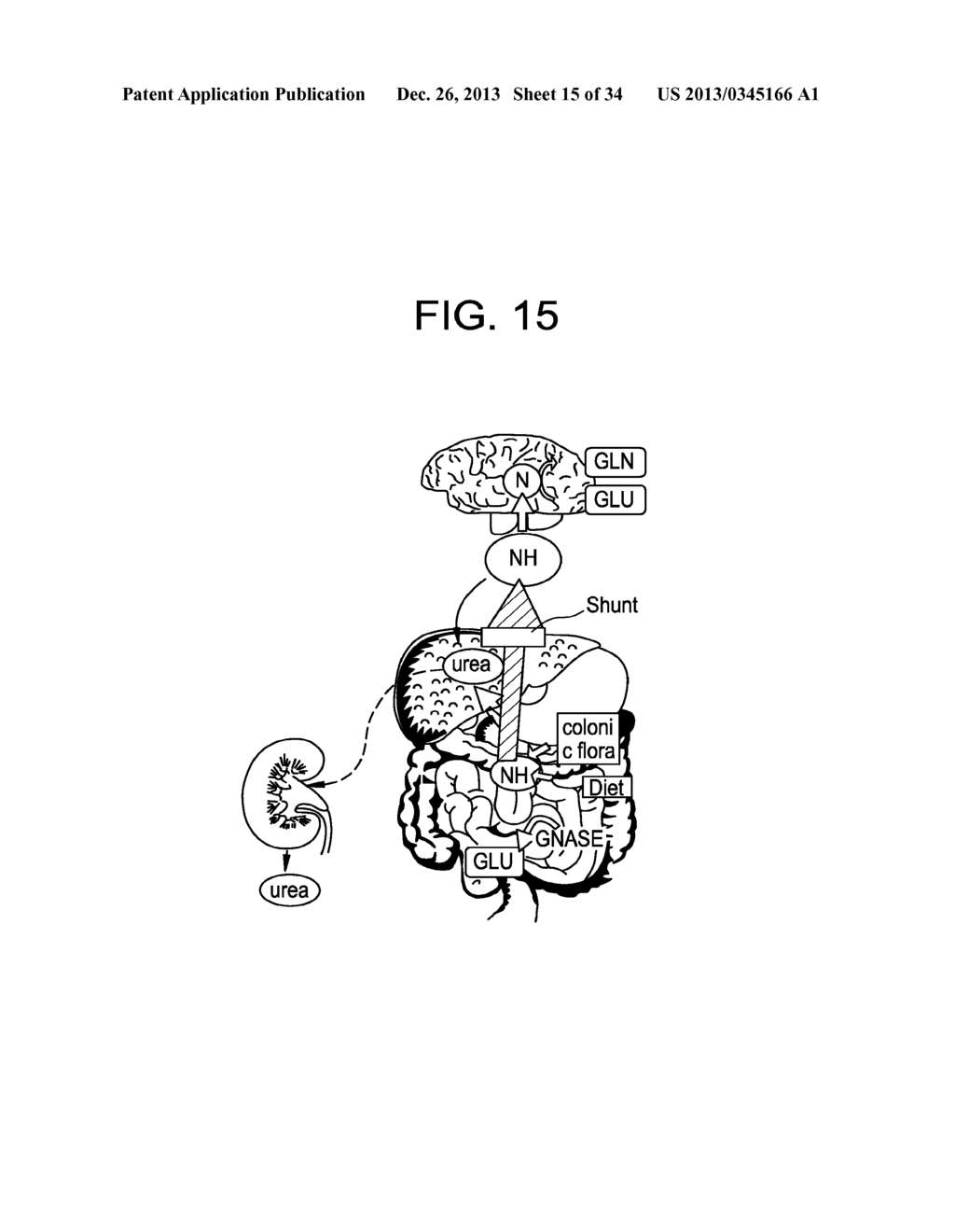 METHODS OF TREATING HEPATIC ENCEPHALOPATHY - diagram, schematic, and image 16