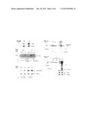 Methods and Compositions for Inhibiting the Proliferation of Cancer Cells diagram and image