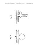 PHARMACEUTICAL COMPOSITION CONTAINING L-DNA diagram and image