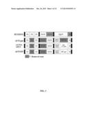 TARGETED ONCOLYTIC ADENOVIRUS FOR TREATMENT OF HUMAN TUMORS, CONSTRCUTION     METHOD AND APPLICATION THEREOF diagram and image