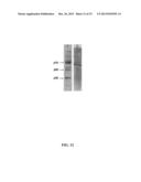 TARGETED ONCOLYTIC ADENOVIRUS FOR TREATMENT OF HUMAN TUMORS, CONSTRCUTION     METHOD AND APPLICATION THEREOF diagram and image