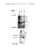 GROWTH FACTOR diagram and image