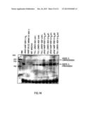 GROWTH FACTOR diagram and image