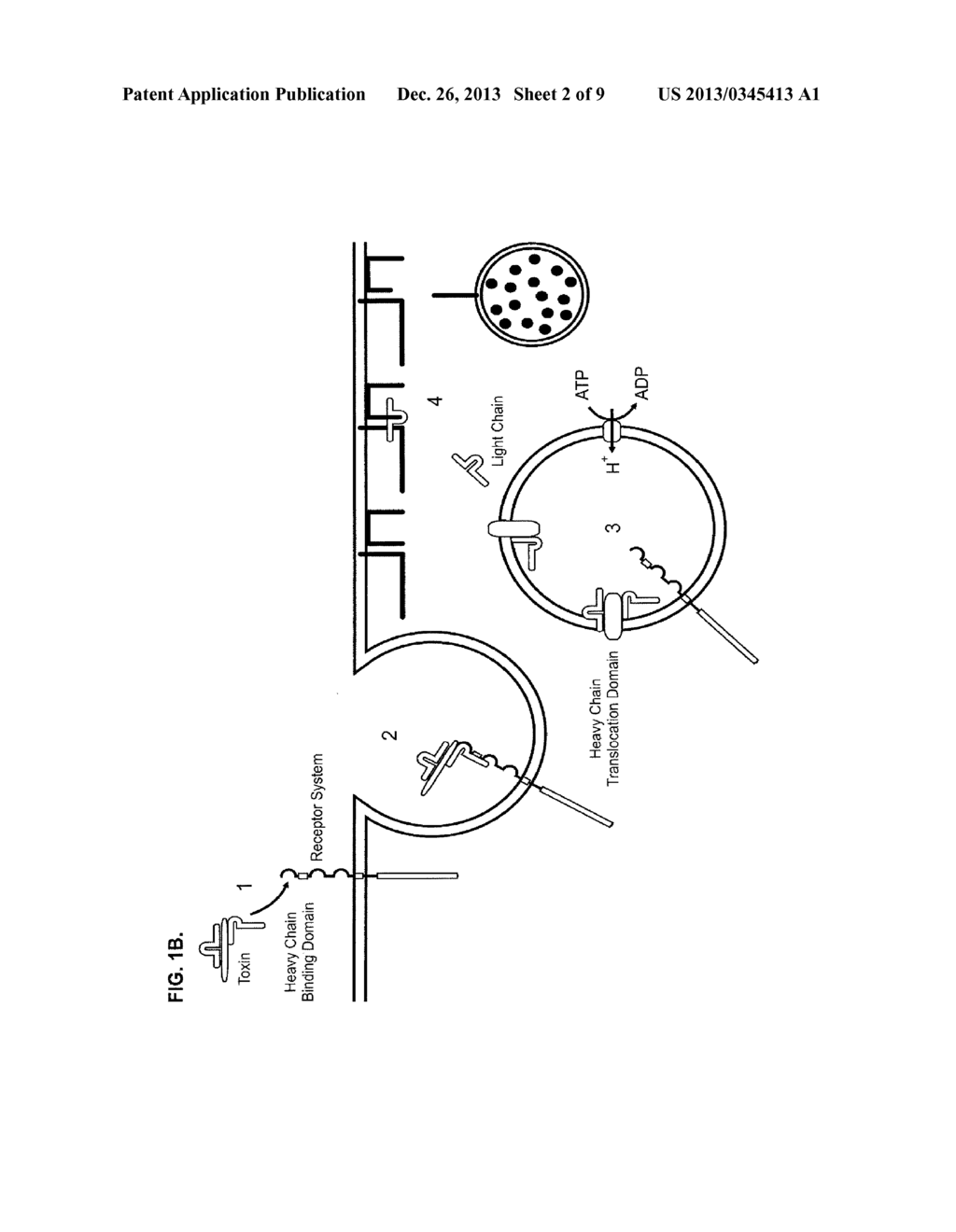 MODIFIED CLOSTRIDIAL TOXINS WITH ENHANCED TRANSLOCATION CAPABILITIY - diagram, schematic, and image 03