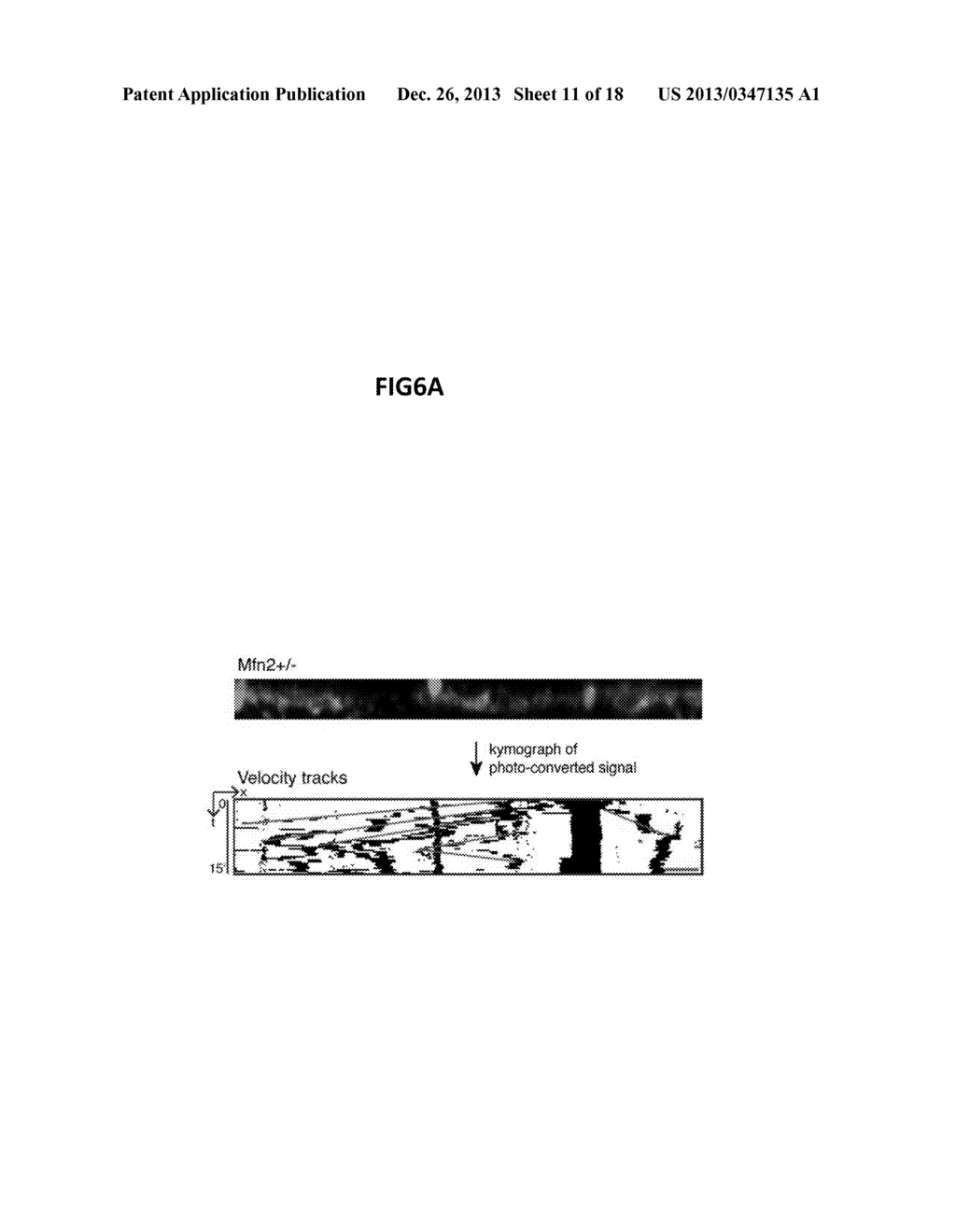 ANIMAL MODEL FOR PARKINSON'S DISEASE - diagram, schematic, and image 12