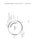 GNTIII EXPRESSION IN PLANTS diagram and image