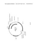 GNTIII EXPRESSION IN PLANTS diagram and image