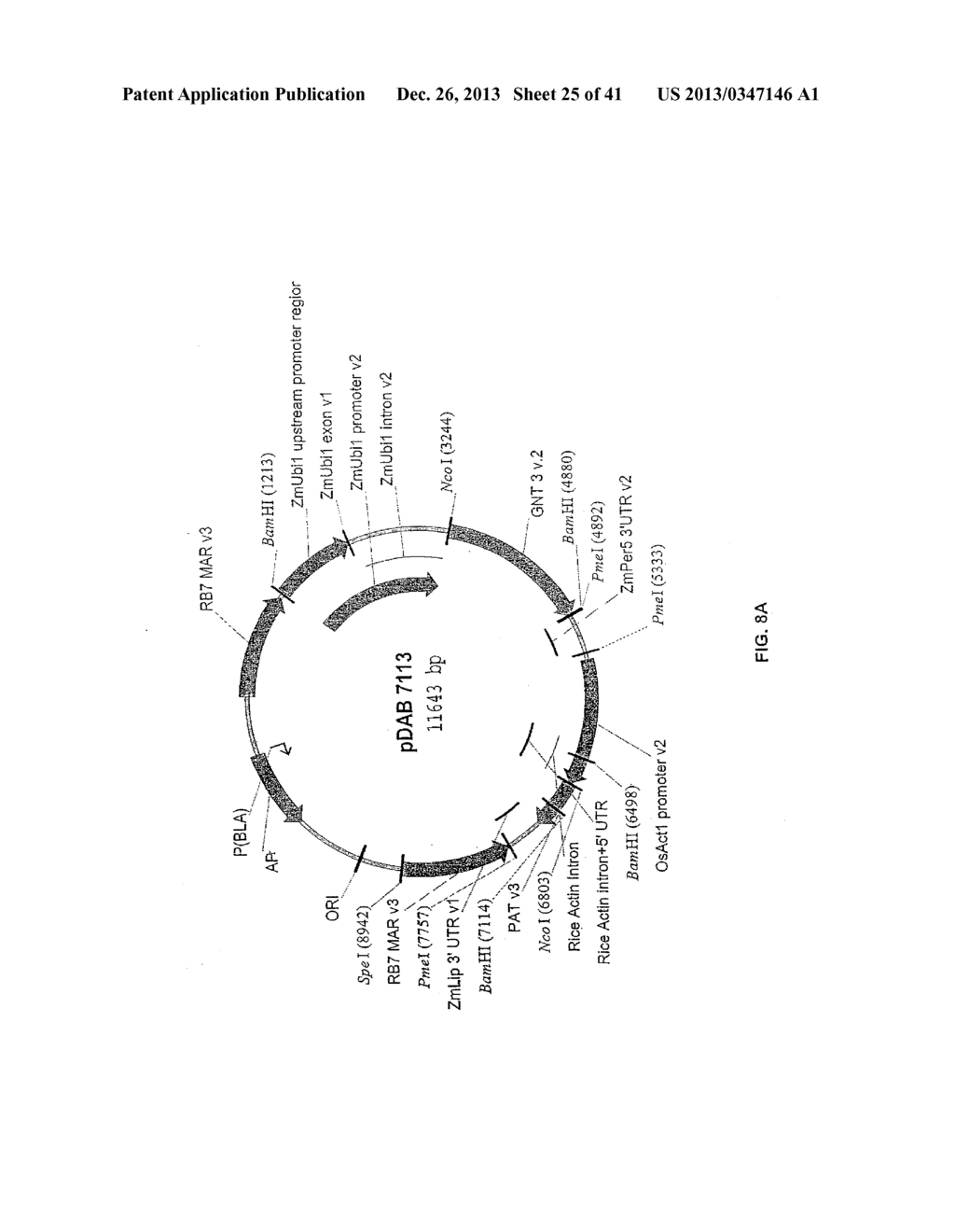 GNTIII EXPRESSION IN PLANTS - diagram, schematic, and image 26