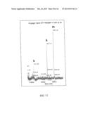 GNTIII EXPRESSION IN PLANTS diagram and image