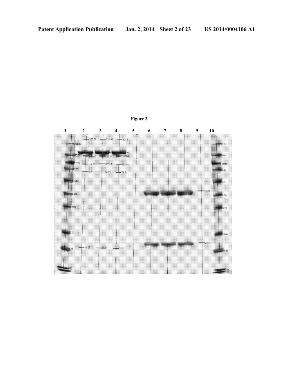 STABLE IGG4 BASED BINDING AGENT FORMULATIONS - diagram, schematic, and image 03