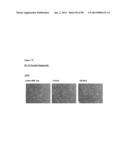 METHODS OF PREVENTING OR TREATING PAIN USING ANTI-NGF ANTIBODIES THAT     SELECTIVELY INHIBIT THE ASSOCIATION OF NGF WITH TRKA, WITHOUT AFFECTING     THE ASSOCIATION OF NGF WITH P75 diagram and image