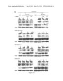 Methods and Compositions for Inhibiting Diseases of the Central Nervous     System diagram and image