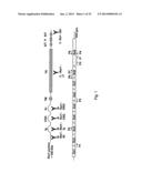 BIOLOGICAL INHIBITORS OF ROR1 CAPABLE OF INDUCING CELL DEATH diagram and image