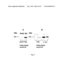 BIOLOGICAL INHIBITORS OF ROR1 CAPABLE OF INDUCING CELL DEATH diagram and image