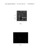 POLYAMIDE-AMINE DENDRIMER OR DERIVATIVE THEREOF-MATH1 GENE NANO PARTICLE     AND USE THEREOF IN TREATMENT OF HEARING LOSS diagram and image