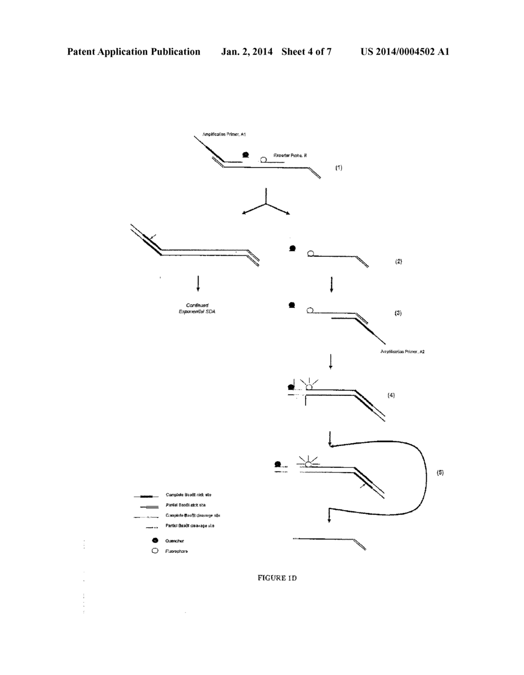 SEQUENCES AND METHODS FOR DETECTING INFLUENZA A AND INFLUENZA B VIRUS - diagram, schematic, and image 05