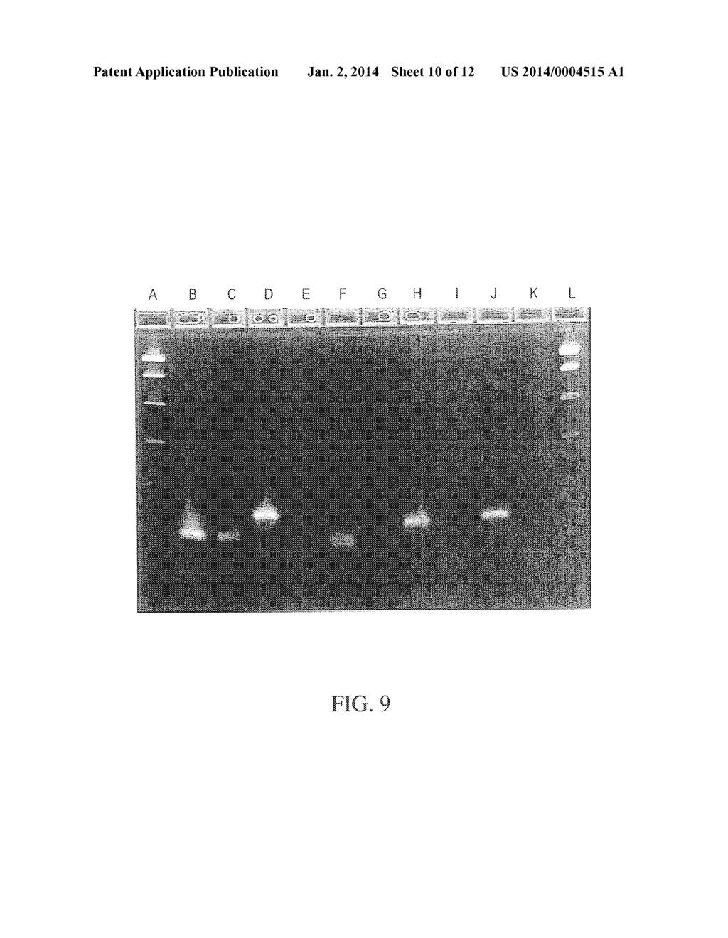 COMPOSITIONS, METHODS, AND KITS FOR AMPLIFYING NUCLEIC ACIDS - diagram, schematic, and image 11