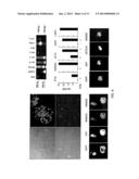 ETS2 AND MESP1 GENERATE CARDIAC PROGENITORS FROM FIBROBLASTS diagram and image