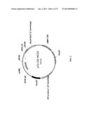 MEGANUCLEASE RECOMBINATION SYSTEM diagram and image