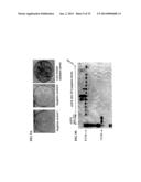 MEGANUCLEASE RECOMBINATION SYSTEM diagram and image