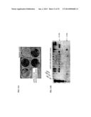 MEGANUCLEASE RECOMBINATION SYSTEM diagram and image