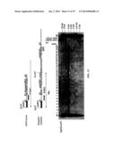 MEGANUCLEASE RECOMBINATION SYSTEM diagram and image