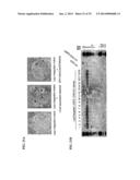 MEGANUCLEASE RECOMBINATION SYSTEM diagram and image