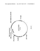 MEGANUCLEASE RECOMBINATION SYSTEM diagram and image