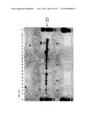 MEGANUCLEASE RECOMBINATION SYSTEM diagram and image