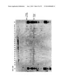 MEGANUCLEASE RECOMBINATION SYSTEM diagram and image