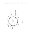 MEGANUCLEASE RECOMBINATION SYSTEM diagram and image