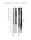 COMPOSITIONS AND METHODS FOR TREATING AIDS OR CANCER BY INHIBITING THE     SECRETION OF MICROPARTICLES diagram and image