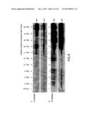 COMPOSITIONS AND METHODS FOR TREATING AIDS OR CANCER BY INHIBITING THE     SECRETION OF MICROPARTICLES diagram and image