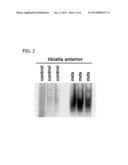 METHODS OF TREATING MUSCULAR WASTING DISEASES USING NF-KB ACTIVATION     INHIBITORS diagram and image