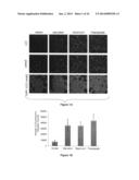 Compositions and Methods for Increasing Drug Efficacy in Cancer diagram and image