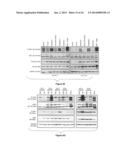 Compositions and Methods for Increasing Drug Efficacy in Cancer diagram and image