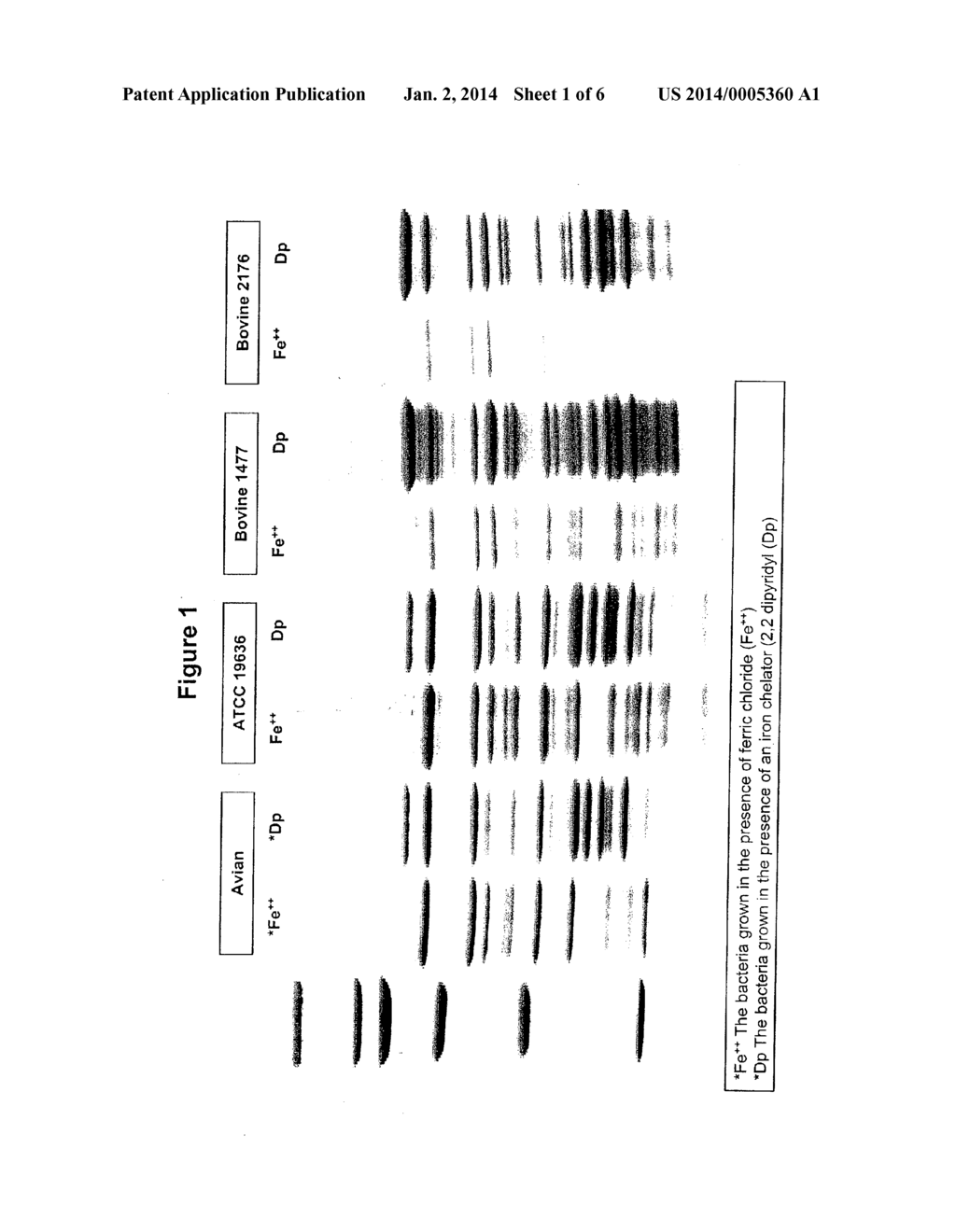 Polypeptides and Immunizing Compositions Containing Gram Positive     Polypeptides and Methods of Use - diagram, schematic, and image 02