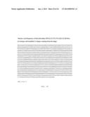 FC-Interferon-Beta Fusion Proteins diagram and image