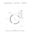 RECOMBINANT CYTOTOXIN AS WELL AS A METHOD OF PRODUCING IT diagram and image