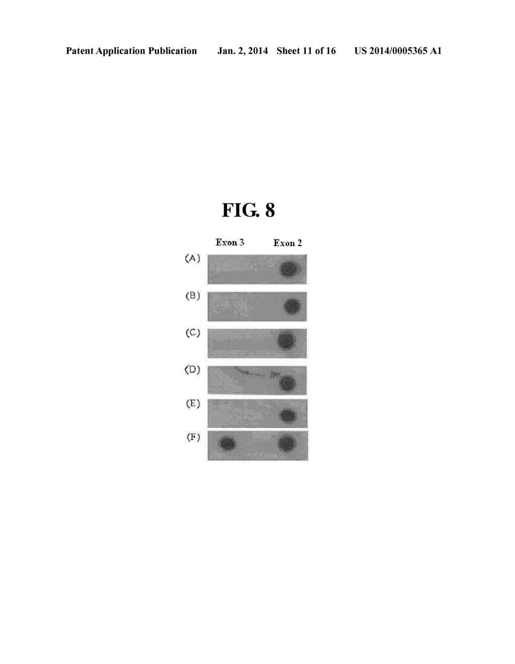 ANTIBODY TO A MUTANT G-CSF FOR DIAGNOSIS OF CANCER - diagram, schematic, and image 12