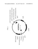 PLANTS HAVING ALTERED AGRONOMIC CHARACTERISTICS UNDER NITROGEN LIMITING     CONDITIONS AND RELATED CONSTRUCTS AND METHODS INVOLVING GENES ENCODING     LNT1 POLYPEPTIDES AND HOMOLOGS THEREOF diagram and image